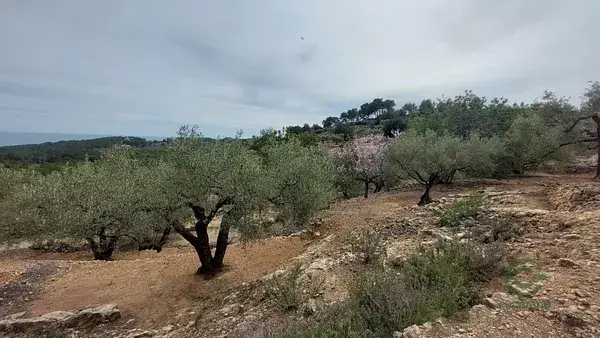 Terreno Rustico en Roca den Vidal El Perello 7871m2