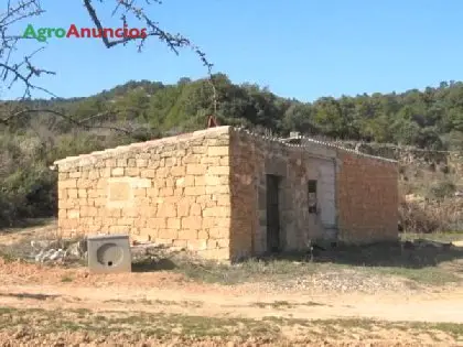 Venta  de Finca de viña, olivos y almendros en Tarragona