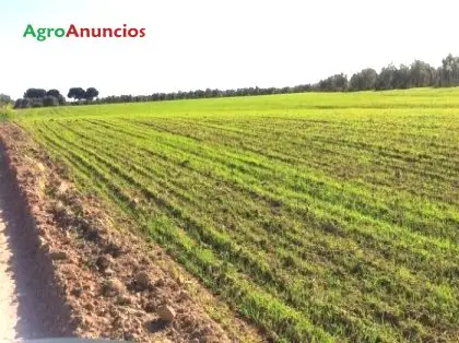 Compra  de Finca de regadío en Ciudad Real