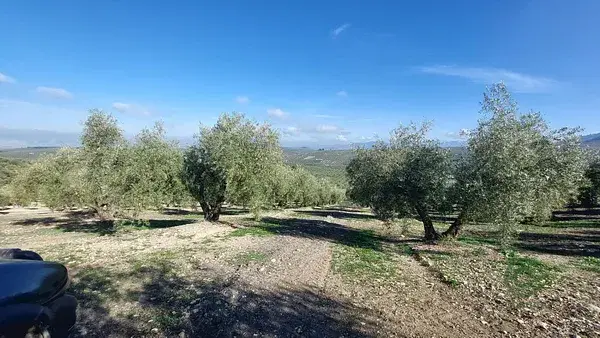 Finca Olivar Jaen Quesada 23ha 430 Plantas Subvencion
