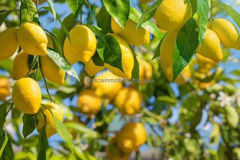 Finca Limoneros Orihuela 9200m2 Cultivo 5 Años