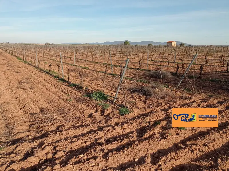 Venta Finca Rustica Valdepe	ñas 883 Hectareas Viticultura