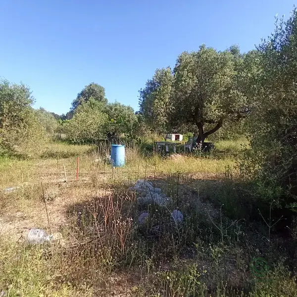 Finca Rustica 11ha Mont Roig Del Camp Tarragona Olivos Algarrobos