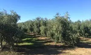 Venta  de Finca de olivar en Ciudad Real