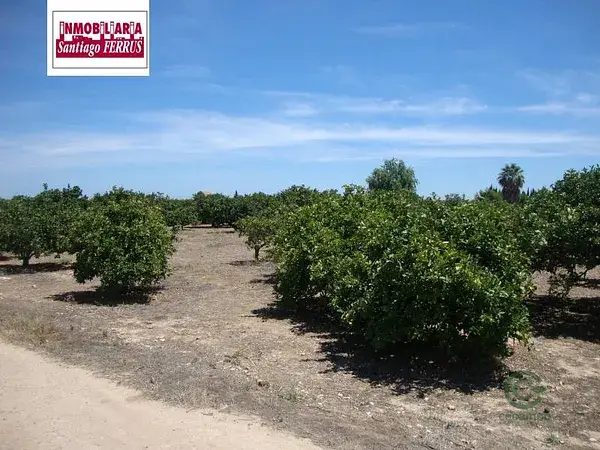 Venta de Naranjos Navelina en Sollana 02ha