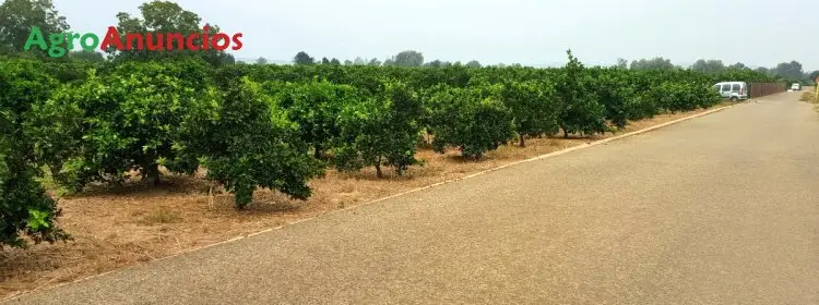 Venta  de Finca de naranjos en Valencia