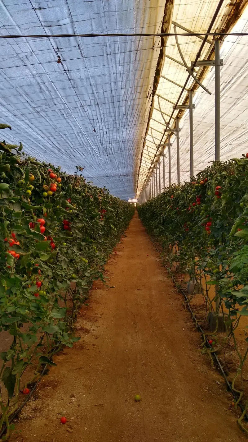 Venta Terreno Agricola 6 Hectareas Invernaderos Riego Automatizado