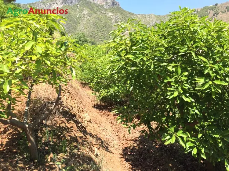 Venta  de Finca de aguacates con riego por goteo en Málaga