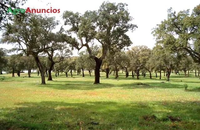 Venta  de Finca rustica ganadera en Cáceres