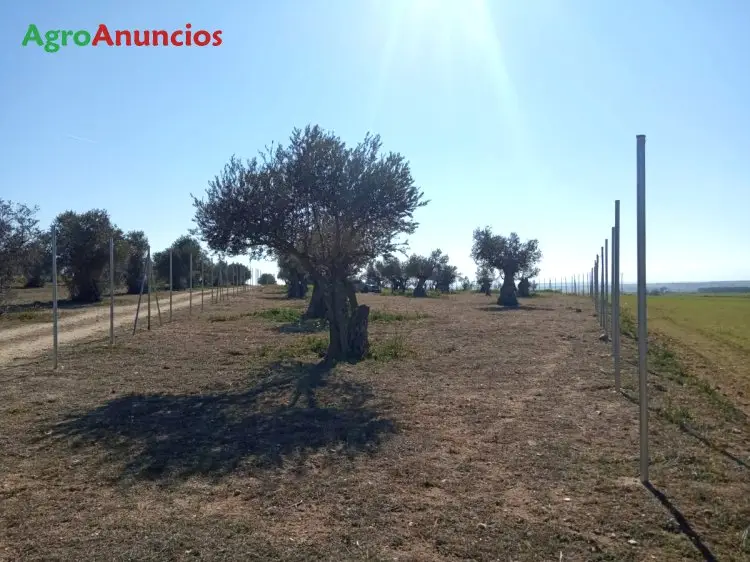 Venta  de Finca rústica vallada en Toledo