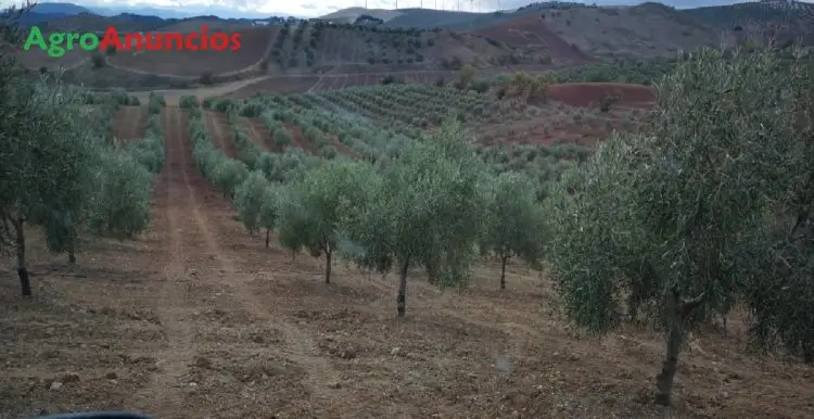 Venta  de Finca olivar riego automatizado en Málaga