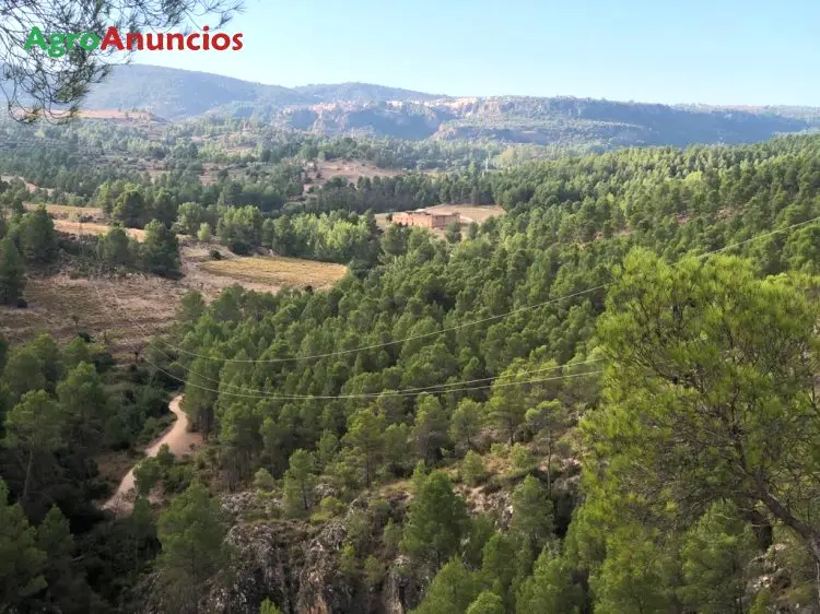 Venta  de Finca de regadío y pinar maderable en Albacete