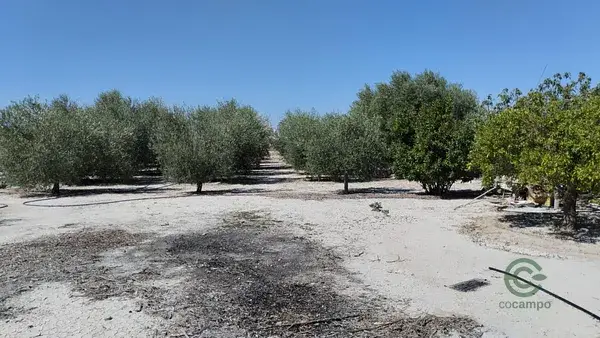 Parcela en Molina de Segura 1819m2 con arboles frutales