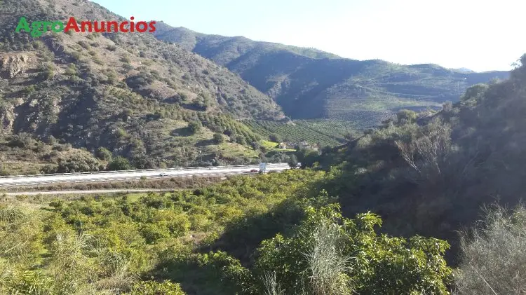 Venta  de Finca de aguacates axarquia en Málaga