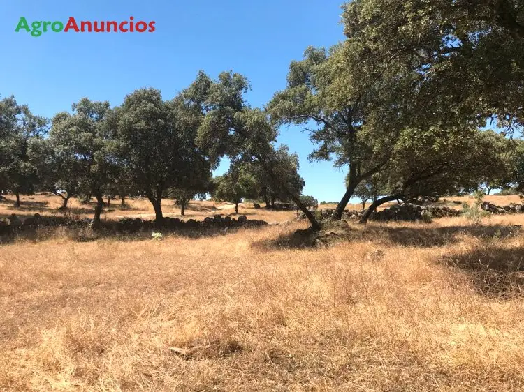 Venta  de Finca de encinas y pastos con buena caza en Toledo