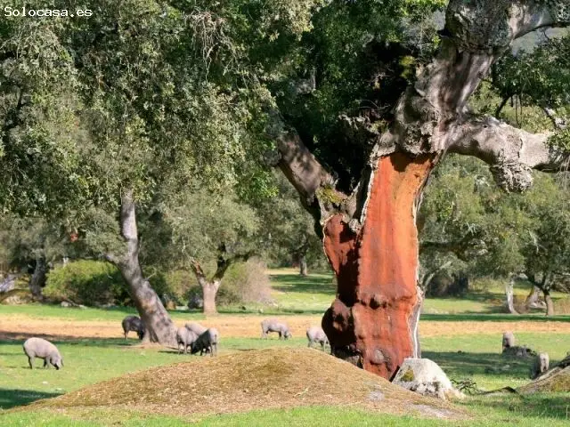 Finca Ganadera 520 Hectareas Extremadura Alta Rentabilidad
