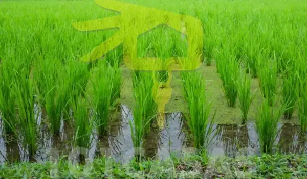 Campo de Arroz en Valencia cerca de la Montañeta de los Santos