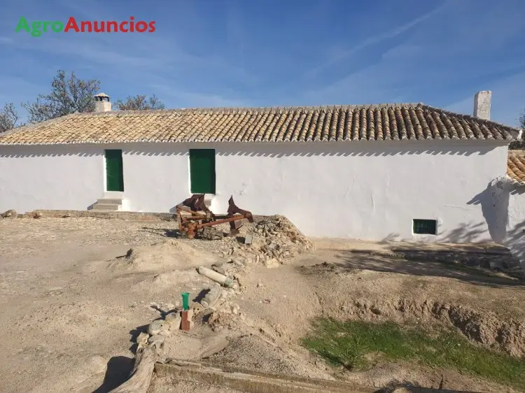 Venta  de Finca de olivos de regadio en Jaén