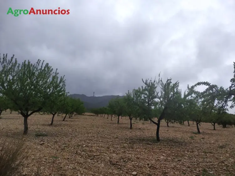 Venta  de Finca de almendros en Murcia