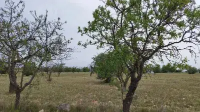 Finca rústica en venta en Calle Pla de Les Moles, Número 0