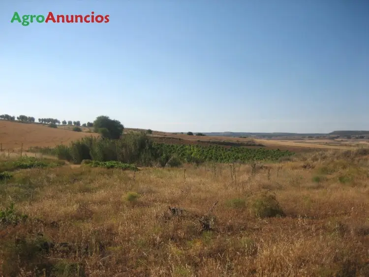 Venta  de Terreno de secano en Toledo