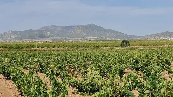 Viñedo en Venta Pinoso Alicante 1382ha