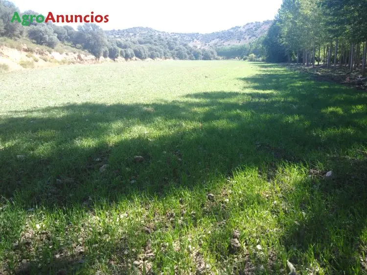 Venta  de Terreno de regadío en Albacete