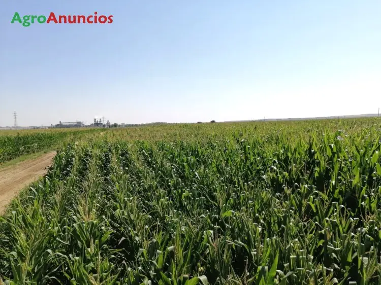 Compra  de Fincas en la zona del canal del esla en León