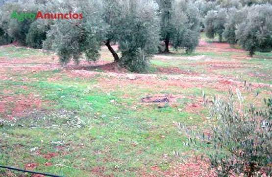 Venta  de Finca de olivos en Jaén