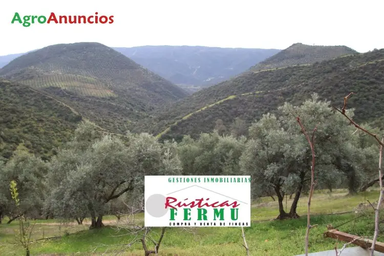 Venta  de Finca de olivar y monte en Córdoba