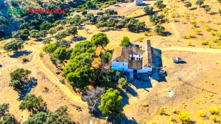 Venta  de Finca de olivos de regadio en Jaén