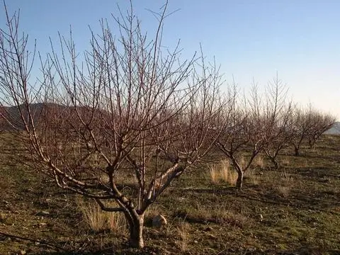 Terreno en Venta Canillas de Albaida 18500m2 Vistas al Mar