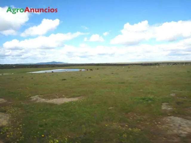 Venta  de Finca ganadera para cerdos y vacas en Cáceres