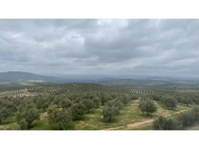 Finca Olivos 260 Hectareas Regadio Ciudad Real