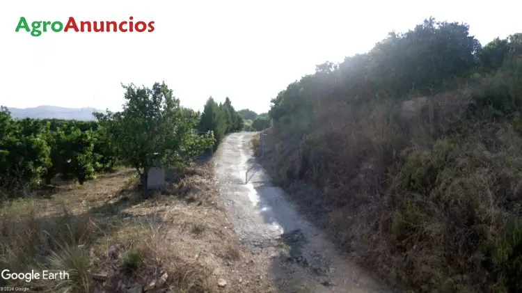 Venta  de Finca regadío con plantación de caquís en Valencia