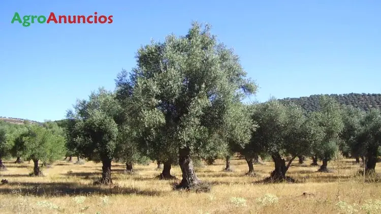 Venta  de Finca de olivos en Badajoz