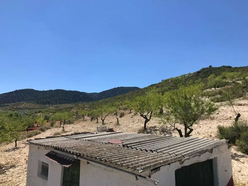 Finca Rustica en Albuñuelas 5 Hectareas Olivar Almendros