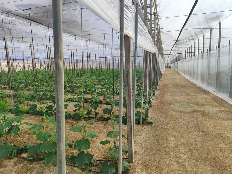 Venta Terreno Nijar 24000m2 Invernaderos Nave 300m2