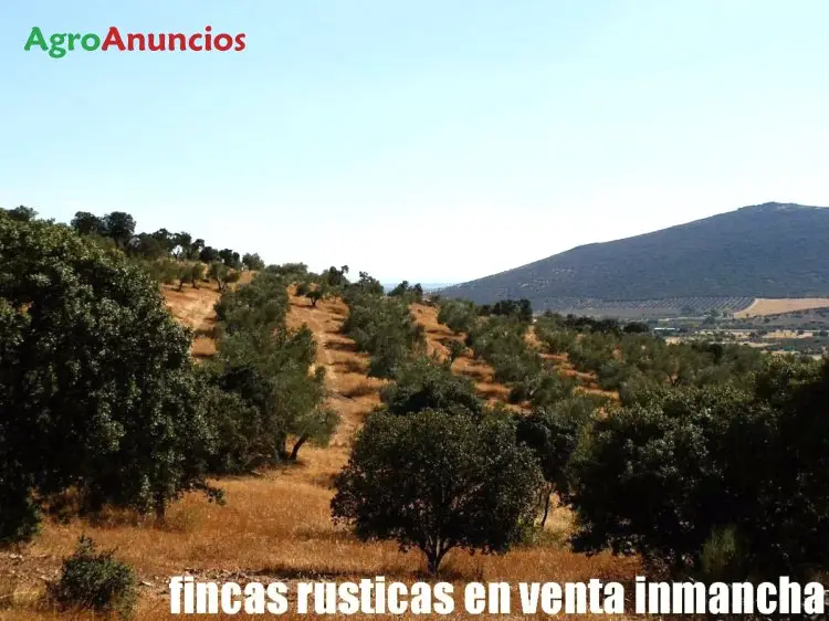 Venta  de Finca de monte, pastos y olivar en Ciudad Real