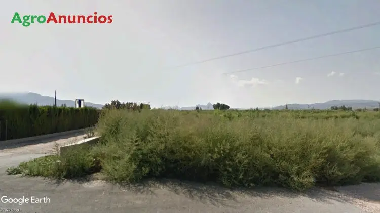 Venta  de Finca de labor de regadío en Alicante