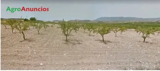 Venta  de Finca de almendros en producción en Alicante