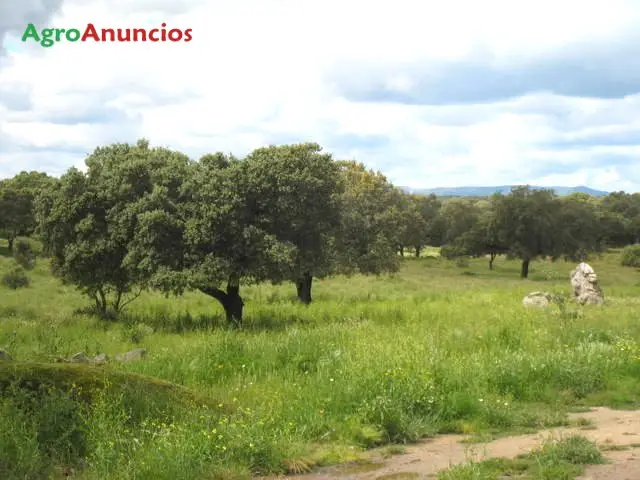 Finca Ganadera en Cáceres Excelente Encinado