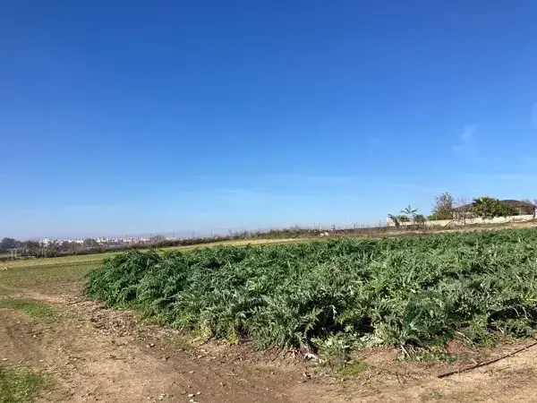 Finca Regadío Jerez 20000m2 2 Naves 320m2 Ideal Caballos