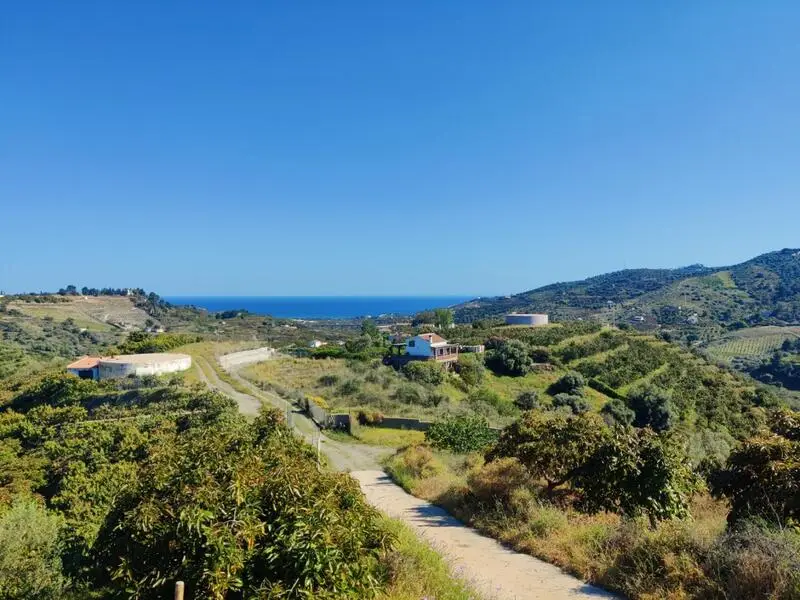 Parcela con Aguacates en Frigiliana Alta Rentabilidad