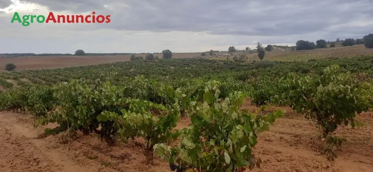 Venta  de Finca de viñas de secano en Burgos