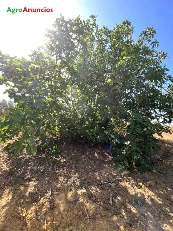 Venta  de Finca de almendros en Huelva