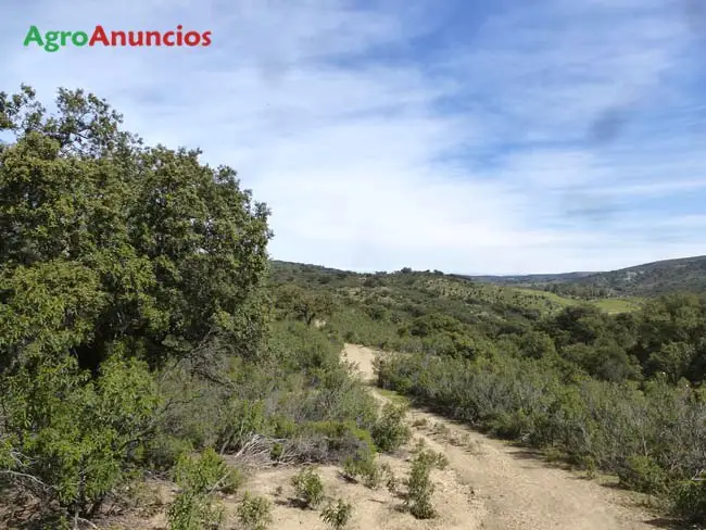 Venta  de Finca de caza en Toledo