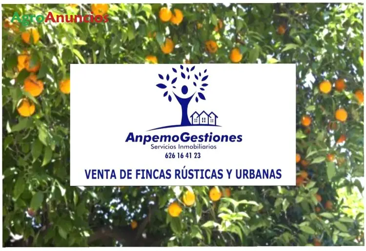 Venta  de Finca de naranjos salustianos en Córdoba