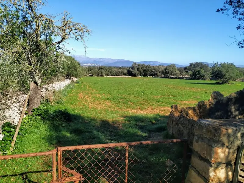Venta Terreno con Vistas en Llubí - 4 Parcelas