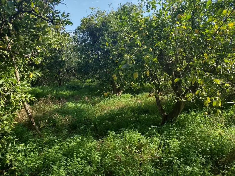 Venta Terreno Rustico Machacanta Torreaguera 679m2